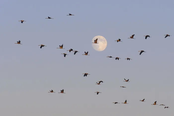 Framed Print : Cranes move in front of the moon Framed Print : Cranes move in front of the moon