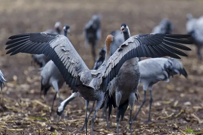 Framed Print : Cranes present their wings grouped in a field Framed Print : Cranes present their wings grouped in a field