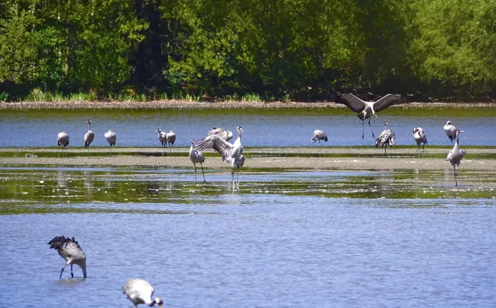 Framed Print : Cranes resting at a lake, April
