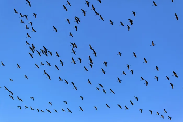 Framed Print : Cranes in the sky (Grus grus), Linum