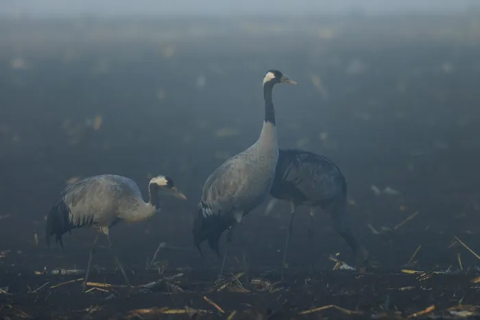 Framed Print : Three cranes stand still in a foggy field at dawn