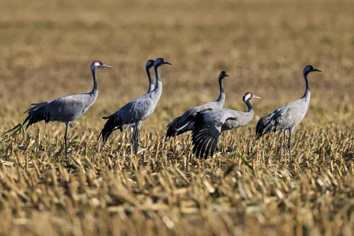 Framed Print : Five cranes standing on a brown stubble field