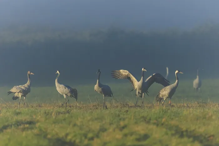 Framed Print : Cranes standing and walking in a meadow in the fog Framed Print : Cranes standing and walking in a meadow in the fog