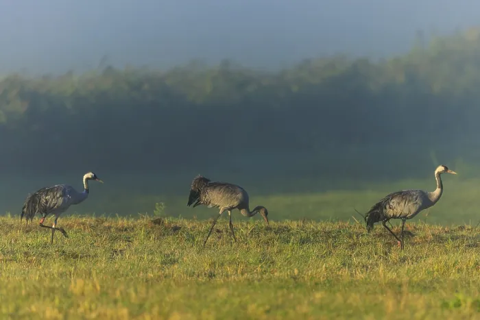 Framed Print : Three cranes walking in the meadow in dense fog Framed Print : Three cranes walking in the meadow in dense fog