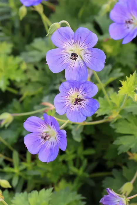 Framed Print : Cranesbill (Geranium cinereum)