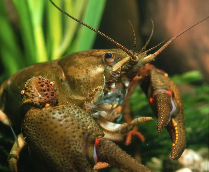 Framed Print : Crayfish (Astacus fluviatilis) Framed Print : Crayfish (Astacus fluviatilis)