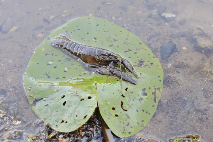 Framed Print : Crayfish or European crayfish (Astacus astacus) on a leaf of the water lily (Nuphar) in the water Framed Print : Crayfish or European crayfish (Astacus astacus) on a leaf of the water lily (Nuphar) in the water