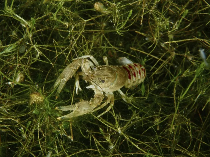Framed Print : A crayfish (Faxonius limosus), American crayfish