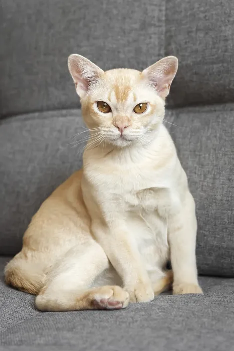 Framed Print : Cream Burmese cat with amber eyes resting on a gray sofa Framed Print : Cream Burmese cat with amber eyes resting on a gray sofa
