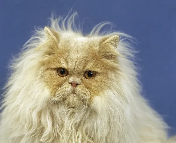 Framed Print : Cream Persian domestic cat, adult portrait against blue background Framed Print : Cream Persian domestic cat, adult portrait against blue background