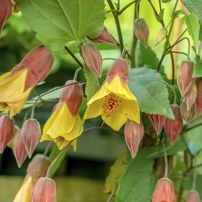 Framed Print : Creeping mallow (Abutilon megapotamicum) Framed Print : Creeping mallow (Abutilon megapotamicum)