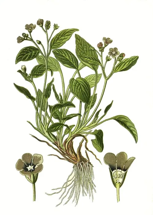 Framed Print : Creeping navelwort (Omphalodes verna) or blue-eyed-Mary