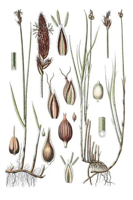 Framed Print : Creeping sedge or string sedge (Carex chordorrhiza) Framed Print : Creeping sedge or string sedge (Carex chordorrhiza)