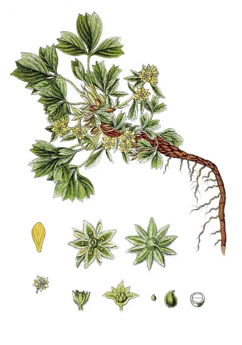Framed Print : Creeping sibbaldia (Potentilla sibbaldia) Framed Print : Creeping sibbaldia (Potentilla sibbaldia)