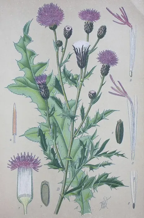 Framed Print : Creeping thistle (Cirsium arvense) Framed Print : Creeping thistle (Cirsium arvense)