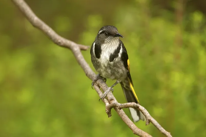Framed Print : Crescent Honeyeater (Phylidonyris pyrrhopterus)