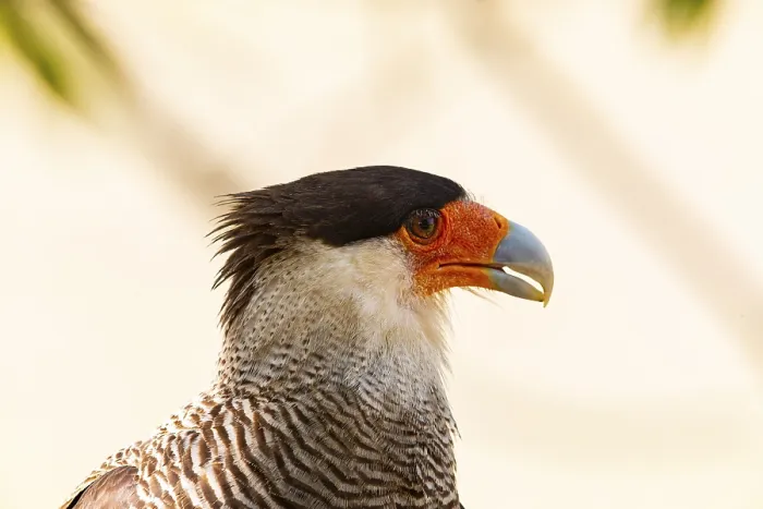 Framed Print : Crested caracara (Polyborus plancus) Pantanal Brazil