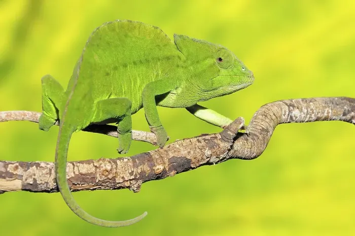 Framed Print : Crested Chameleon (Chamaeleo cristatus)
