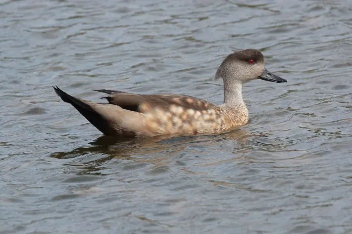 Framed Print : Crested duck (Lophonetta specularioides) adult male