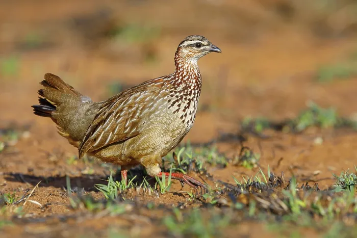 Framed Print : Crested Francolin, (Dendroperdix sephaena) Framed Print : Crested Francolin, (Dendroperdix sephaena)