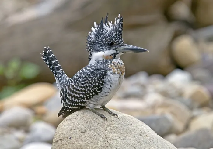 Framed Print : Crested kingfisher (Megaceryle lugubris)