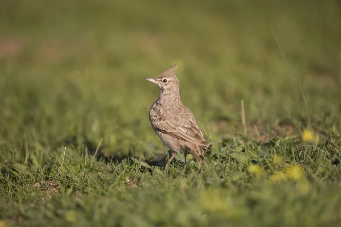 Framed Print : Crested Lark (Galerida cristata) Framed Print : Crested Lark (Galerida cristata)
