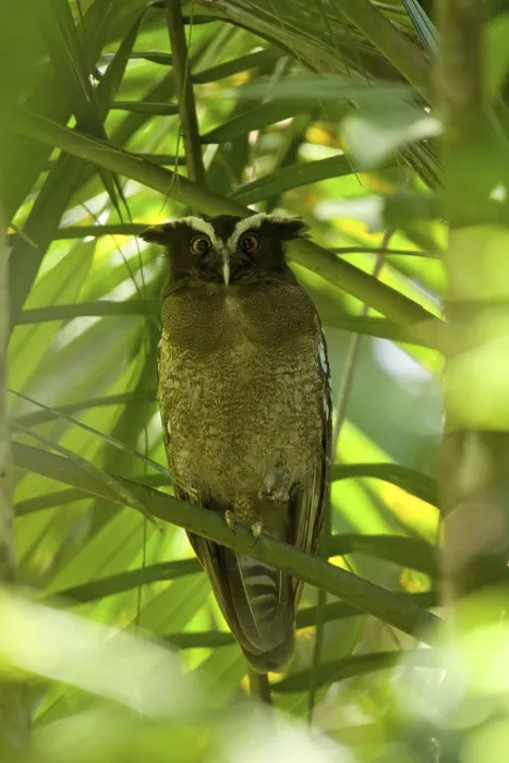 Framed Print : Crested Owl, crested owls (Lophostrix cristata)