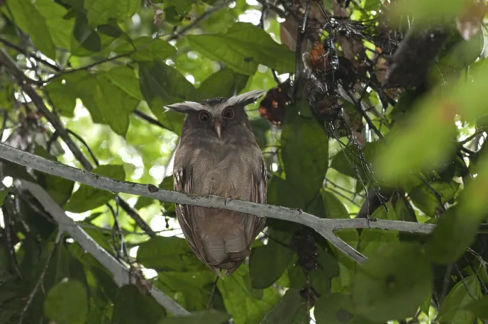 Framed Print : Crested owl (Lophostrix cristata)