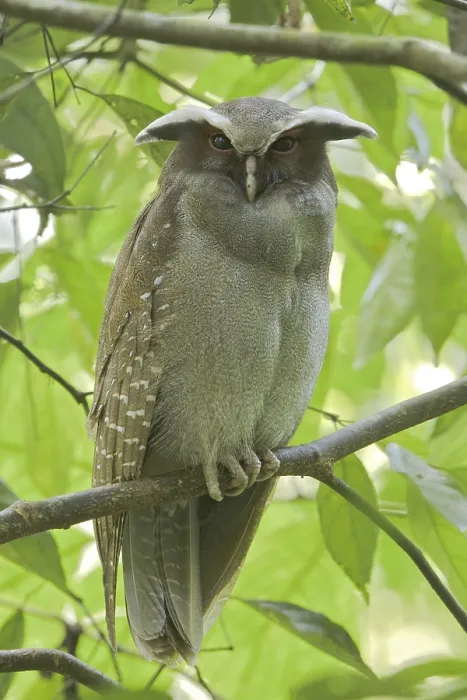Framed Print : Crested Owl (Lophostrix cristata) Framed Print : Crested Owl (Lophostrix cristata)