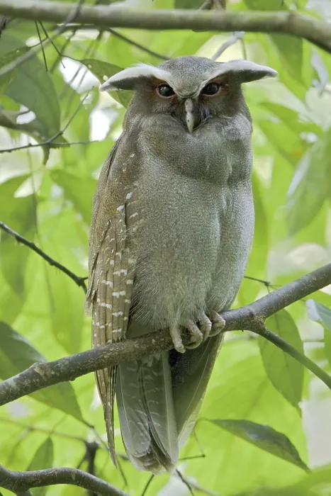 Framed Print : Crested Owl (Lophostrix cristata)