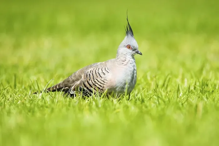 Framed Print : Crested pigeon (Ocyphaps lophotes) Framed Print : Crested pigeon (Ocyphaps lophotes)