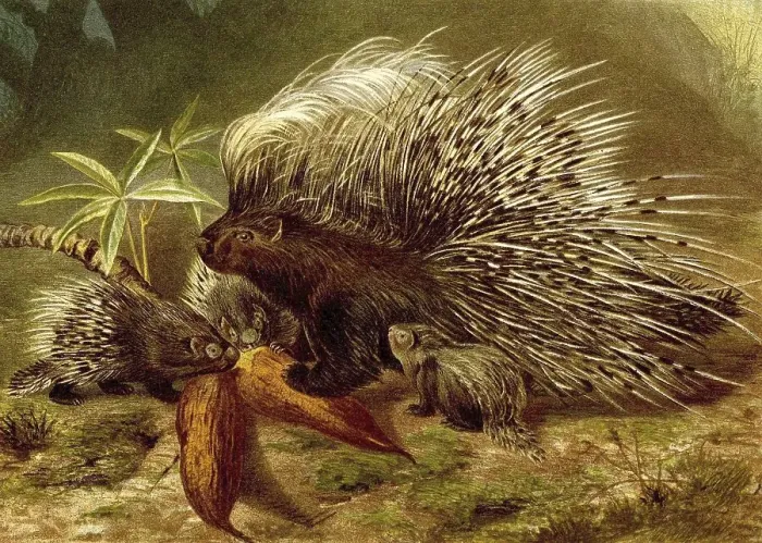 Framed Print : Crested porcupine (Hystrix cristata)