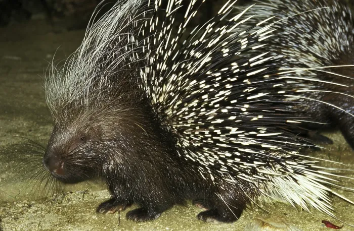Framed Print : Crested porcupine (hystrix cristata), adult