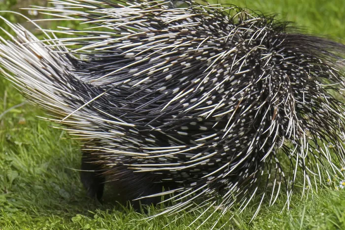 Framed Print : Crested porcupine (Hystrix cristata) showing backside with spiny quills Framed Print : Crested porcupine (Hystrix cristata) showing backside with spiny quills