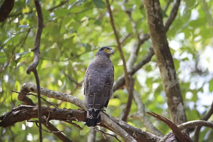 Framed Print : Crested Serpent-eagle (Spilornis cheela melanotis) adult Framed Print : Crested Serpent-eagle (Spilornis cheela melanotis) adult