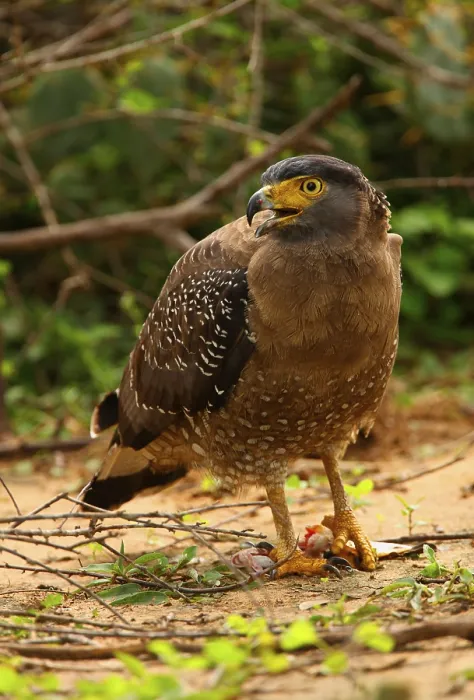 Framed Print : Crested serpent eagle (Spilornis cheela spilogaster) endemic breed Framed Print : Crested serpent eagle (Spilornis cheela spilogaster) endemic breed