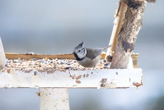 Framed Print : A crested tit at a feeding site with a winter mood Framed Print : A crested tit at a feeding site with a winter mood