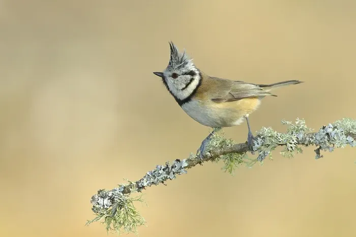 Framed Print : Crested Tit (Lophophanes cristatus)
