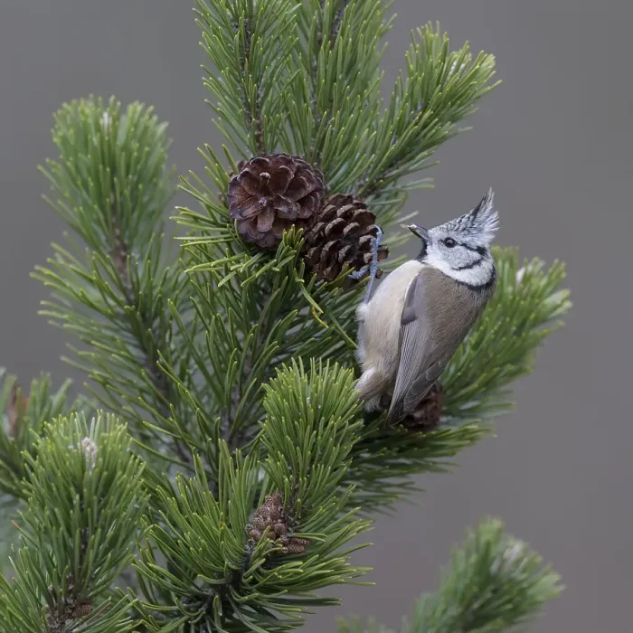 Framed Print : Crested tit (Lophophanes cristatus)