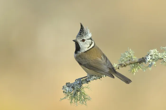 Framed Print : Crested Tit (Lophophanes cristatus)