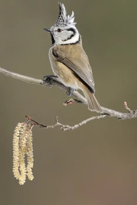 Framed Print : The Crested Tit (Lophophanes cristatus)