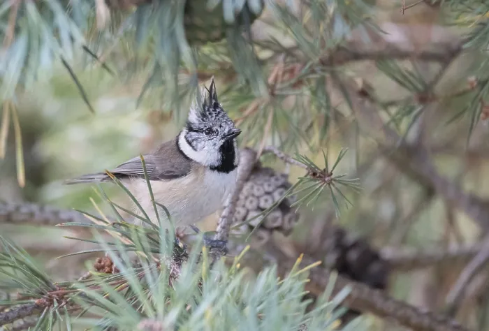 Framed Print : Crested tit (Lophophanes cristatus)