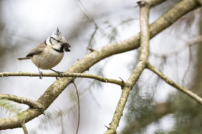 Framed Print : Crested tit (Lophophanes cristatus) with insects in its beak