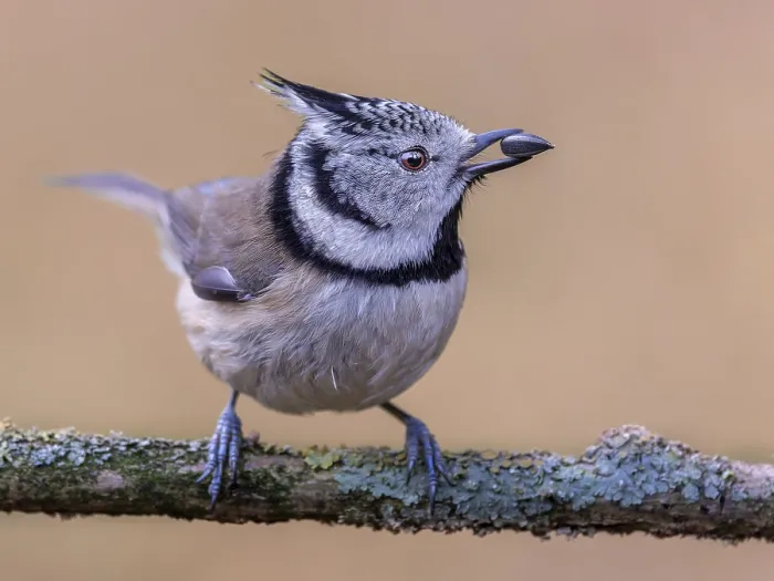 Framed Print : Crested Tit (Lophophanes Scalloped ribbonfish) with seed kernel in beak