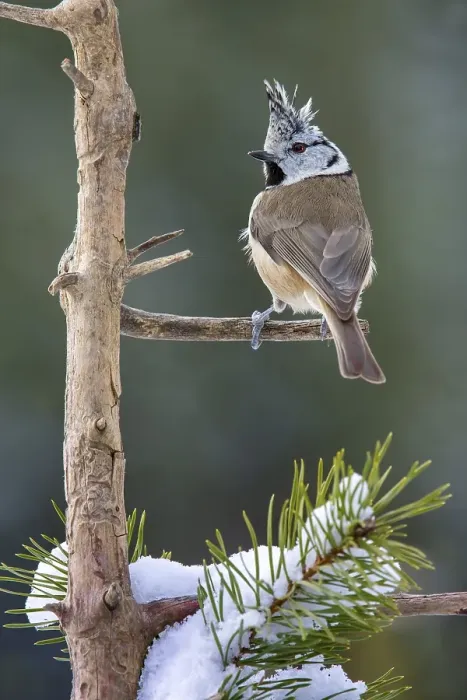Framed Print : Crested tit (Parus cristatus), sitting on a branch in winter, Terfens, Tyrol, Austria, Europe