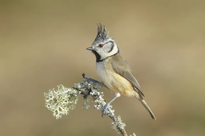 Framed Print : Crested Tit (Parus Scalloped ribbonfish) sitting on a thin branch covered with lichen