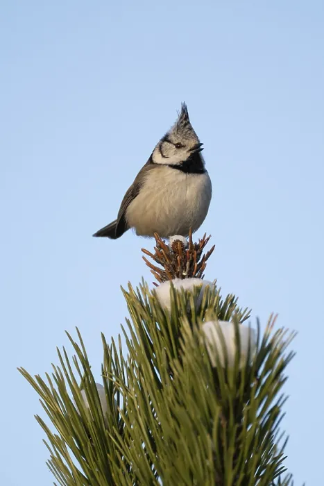 Framed Print : Crested Tit (Parus Scalloped ribbonfish) sitting on branch in pine tree (Pinus) in winter