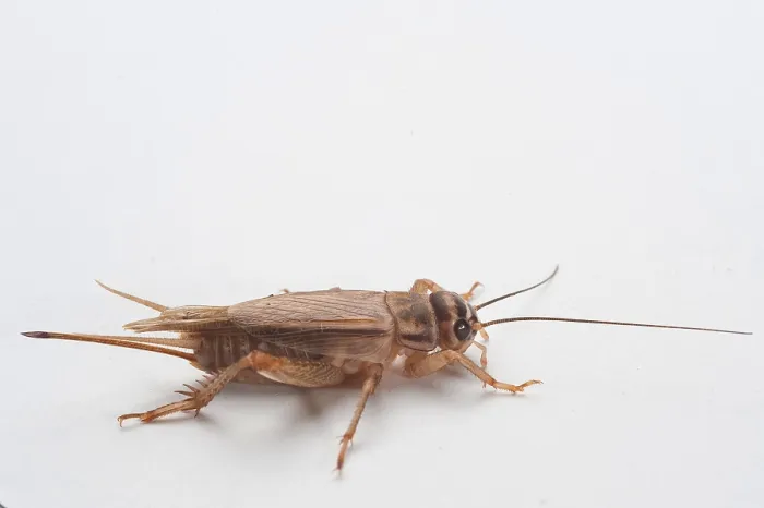 Framed Print : Cricket Cricket