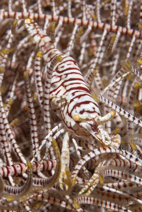 Framed Print : Crinoid Commensal shrimp, (Periclimenes cornutus)
