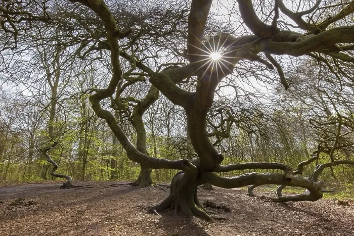 Framed Print : Cripple dwarf beech, deformed tree at Witches Forest